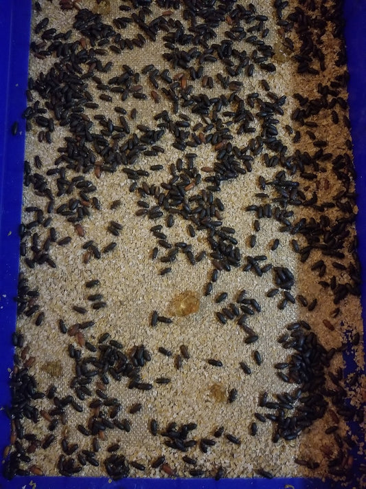 Mealworm Superworm Breeder Box