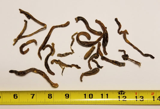 Dried Earthworms