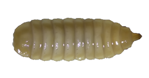 Live Black Soldier Fly Larvae