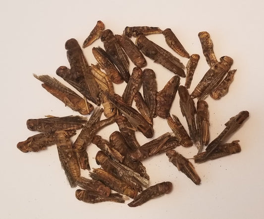 Dried Locusts